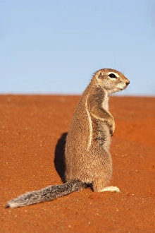 Images Dated 24th April 2009: Ground squirrel (Xerus inauris), Kgalagadi Transfrontier Park, Northern Cape