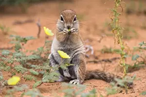 Northern Cape Prints: Ground squirrel (Xerus inauris) eating devils thorn flowers (Tribulus zeyheri)