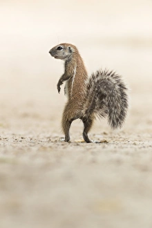 Humour Prints: Ground squirrel (Xerus inauris) standing upright