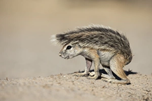 Northern Cape Prints: Ground squirrel (Xerus inauris) young, Kgalagadi Transfrontier Park, Northern Cape
