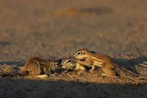 Furry Prints: Ground squirrels (Geosciurus inauris)