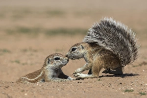 Ground squirrels (Xerus inauris), Kgalagadi Transfrontier Park, Northern Cape, South Africa