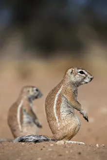 Northern Cape Prints: Ground squirrels (Xerus inauris)