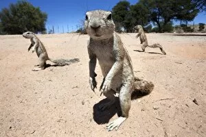Images Dated 14th November 2009: Ground squirrels (Xerus inauris), Kgalagadi Transfrontier Park, Northern Cape