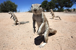 Images Dated 14th November 2009: Ground squirrels (Xerus inauris), Kgalagadi Transfrontier Park, Northern Cape