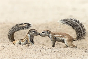 Face To Face Prints: Ground squirrels (Xerus inauris) greeting