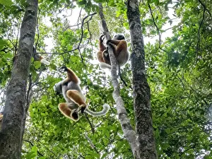 Lively Prints: Group of adult diademed sifaka play in trees high above in Madagascar