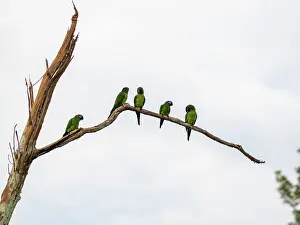 Avifauna Prints: A group of adult dusky-headed parakeets