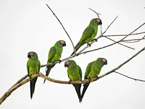 Avifauna Prints: A group of adult dusky-headed parakeets