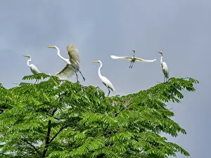 Feathered Prints: A group of adult great egrets, Ardea alba