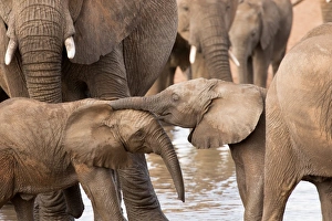 Touching Prints: Group of African elephants with baby (Loxodonta africana), Serengeti National Park