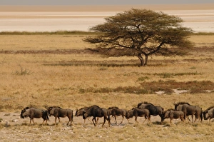 Images Dated 3rd September 2008: A group of antelopes at the heart of Etosha National Park, Namibia, Africa