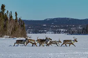 Northwest Prints: Group of caribou migrating north to feeding grounds across a frozen landscape in Canada