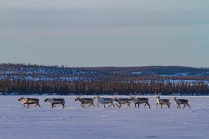 Northwest Prints: Group of caribou migrating north to feeding grounds near Great Slave Lake in Canada during winter months