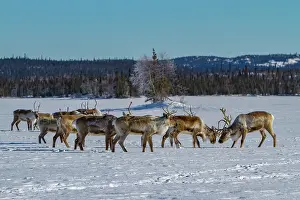 Northern Prints: Group of caribou migrating north to feeding grounds in winter landscape of Canada
