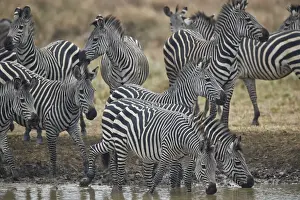 Group of common zebra (plains zebra) (Burchells zebra) (Equus burchelli) drinking