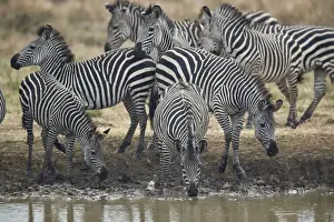 Refreshment Prints: Group of common zebra (plains zebra) (Burchells zebra) (Equus burchelli) drinking
