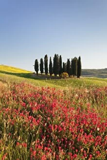 Botanical Collection: Group of cypress trees and field of flowers, near San Quirico, Val d Orcia (Orcia Valley)