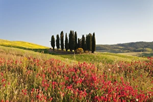 Cypress Tree Prints: Group of cypress trees and field of flowers, near San Quirico, Val d Orcia (Orcia Valley)