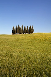Cypress Tree Prints: Group of cypress trees, near San Quirico
