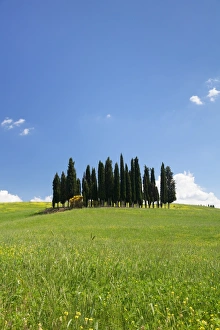Group of cypress trees, near San Quirico, Val d Orcia (Orcia Valley), UNESCO World Heritage Site