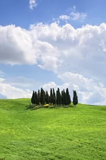 Images Dated 18th May 2008: Group of cypress trees near San Quirico, Val d Orcia, UNESCO World Heritage Site, Province Siena