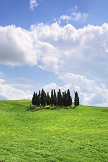 Images Dated 18th May 2008: Group of cypress trees near San Quirico, Val d Orcia, UNESCO World Heritage Site, Province Siena