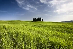 Images Dated 12th May 2009: Group of cypress trees on ridge above field of cereal crops, near San Quirico d Orcia