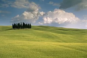 Group of cypress trees, Val d Orcia, UNESCO World Heritage Site, Siena Province, Tuscany, Italy, Europe