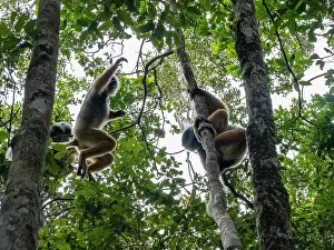 Mammals Prints: Group of diademed sifaka play in tree during the day in Madagascar rainforest
