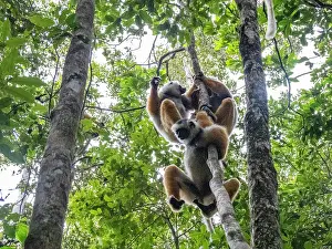 Ecology Prints: Group of diademed sifaka play in trees during a sunny day in Madagascar