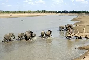 Images Dated 11th November 2010: Group of elephants bathing, South Luangwa National Park, Zambia, Africa