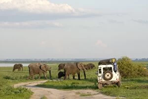 Safari Animals Gallery: Group of elephants and landrover, Chobe National Park, Botswana, Africa