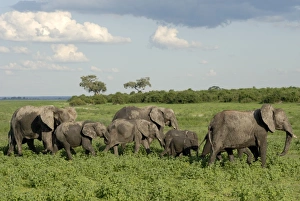 Images Dated 8th December 2008: Group of elephants after mud bath, Chobe National Park, Botswana, Africa