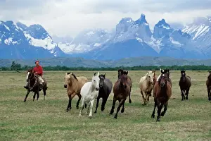 Clothes Prints: A group of gauchos riding horses