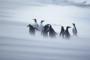 Stormy Prints: A group of Gentoo penguins (Pygocelis papua papua) caught in a sand storm