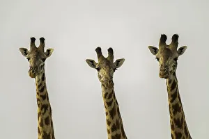 Side By Side Prints: A group of Giraffes (Giraffa), Amboseli National Park, Kenya, East Africa, Africa