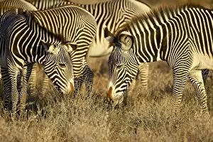 Group of Grevys zebra (Equus grevyi) grazing