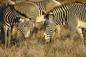 Samburu Prints: Group of Grevys zebra (Equus grevyi) grazing