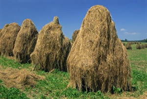 A group of haystacks on farmland near Nachod in East Bohemia, Czech Republic, Europe