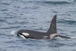 Hemisphere Prints: Group of at least eight killer whales (Orcinus orca) surfacing off the coast of the island of Surtsey