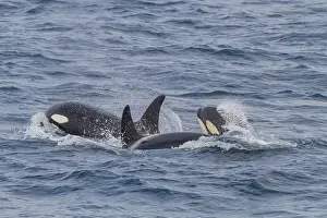 Whale Prints: Group of at least eight killer whales (Orcinus orca) surfacing off the coast of the island of Surtsey