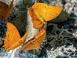 Pollinators Prints: Group of Malay cruisers Vindula dejone resting on ground in Komodo Island Indonesia