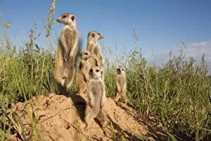 Images Dated 2nd February 2008: Group of meerkats (Suricata suricatta), Kalahari Meerkat Project, Van Zylsrus