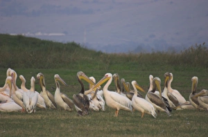 Group of pelicans resting on the ground at dusk Group of pelicans resting on the ground at dusk