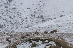 Northern Prints: Group of reindeer foraging on snow-covered ground in Jason Harbor, South Georgia