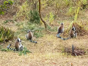 Parks Prints: Group of ring-tailed lemurs resting on the ground in a park in Madagascar during the day