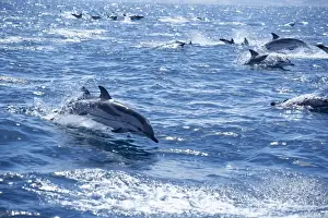 Swimming Prints: Group of striped dolphins (Stenella coeruleoalba) swimming