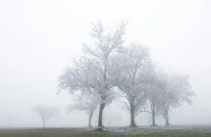 Voyages Prints: Group of trees in the fog, with hoarfrost