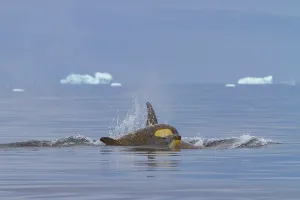 Mammals Prints: Group of Type B killer whales swimming near icebergs in Antarctica